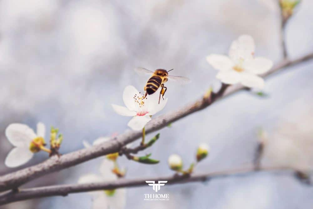 ong làm tổ ở ban công giải thích theo khoa học